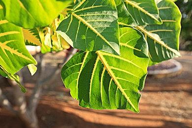 玩家自制《生化危机》初代重制版 加入第一人称视角